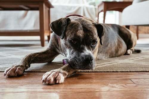 Un chien au regard triste est couché sur le tapis de la maison