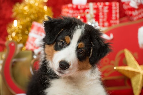 5 conseils pour prendre soin des animaux de compagnie à Noël