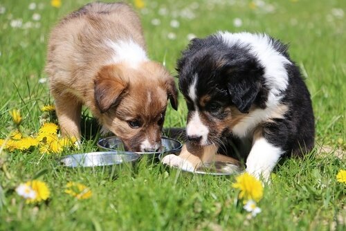 deux chiens mangent dans leur gamelle de croquettes