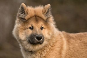 L'eurasier, un chien croisé avec le chow-chow