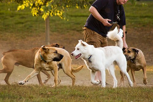 Un groupe de quatre chiens jouent ensemble et avec leur maître
