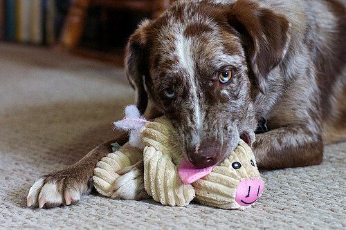 chien qui mord un jouet