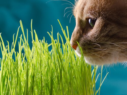 un chat au dessus de brin d'herbes à chat