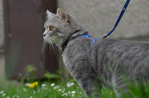 Chat promené en laisse dans un jardin