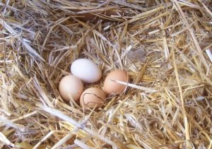 Améliorer la qualité des œufs de poules