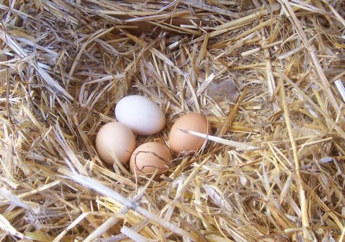 Améliorer la qualité des œufs de poules