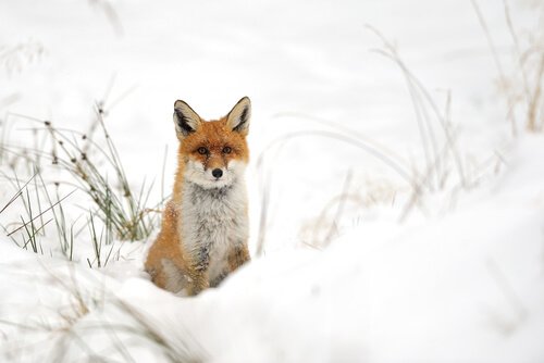 un renard roux dans la neige