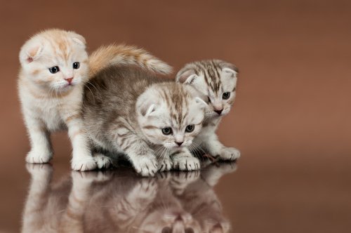 Trois chatons scottish fold