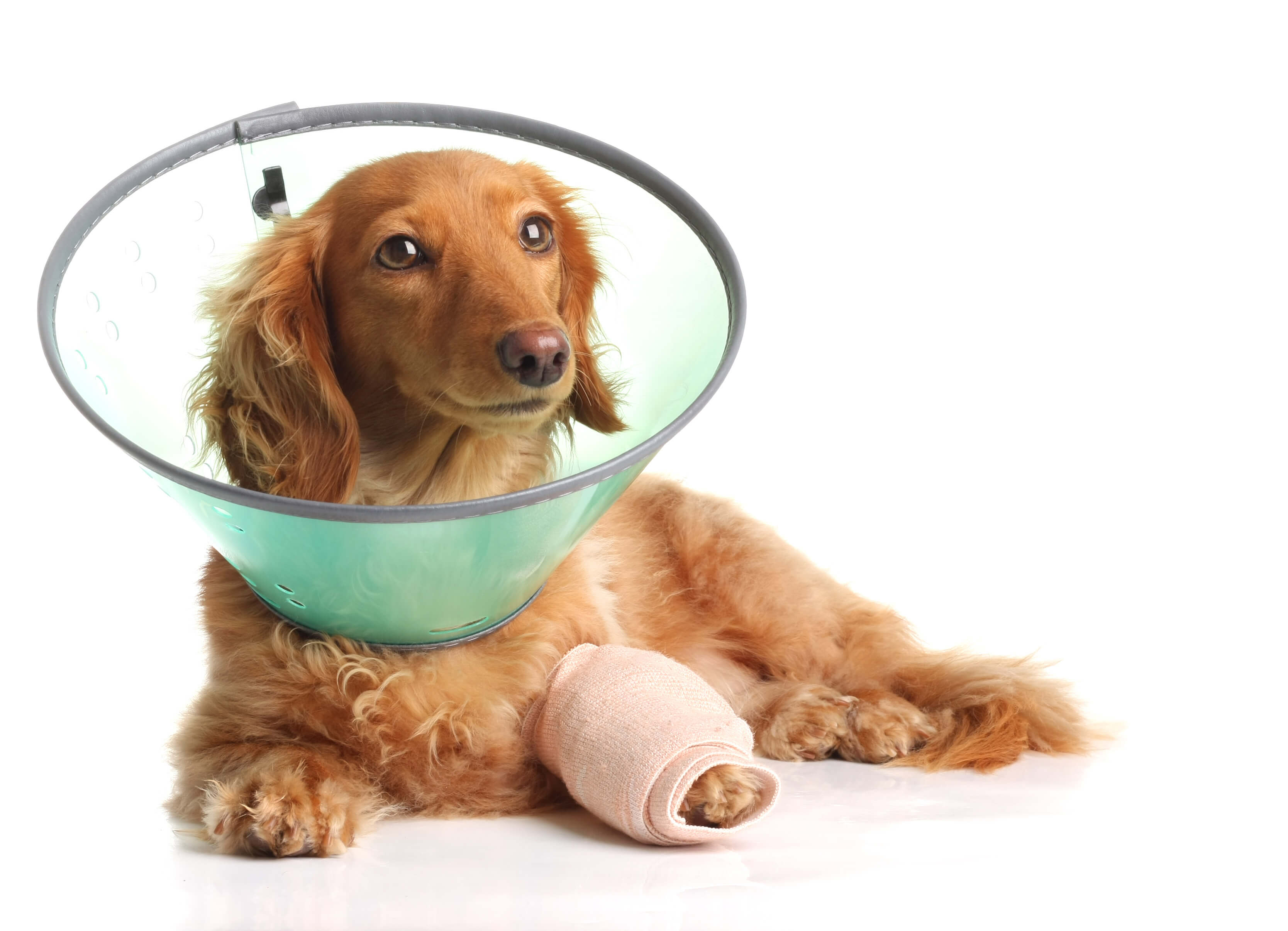 Un chien roux porte un collier et un bandage au niveau de sa patte avant gauche