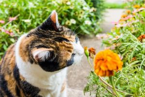 8 odeurs qui attirent les chats