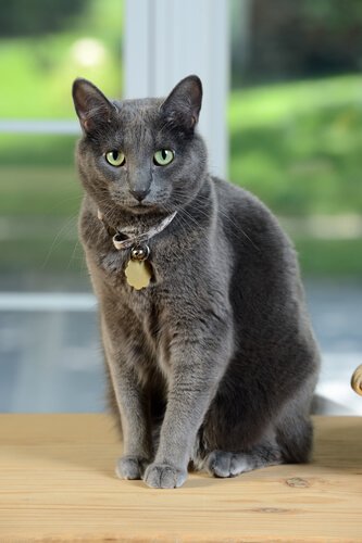 Un chat Korat avec un collier et une médaille autour du cou