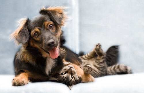 un jeune chien joue avec un chat
