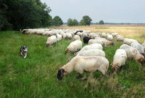 un chien de berger et un troupeau de moutons
