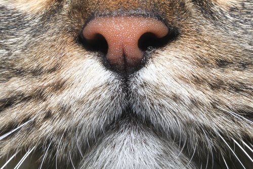 le nez d'un chat