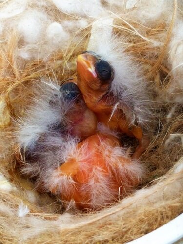 bébés canaris dans leur nid