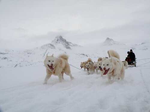 un groupe de chiens du Groenland tire un traineau dans la neige