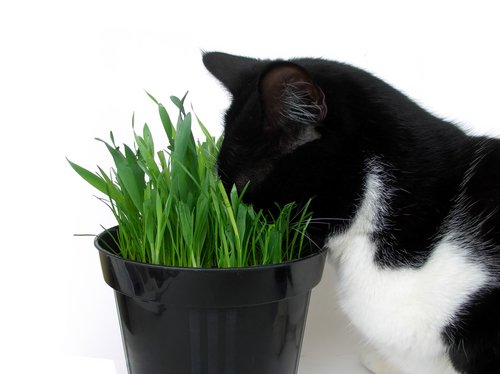 Un chat avec le nez dans le mot d'une plante