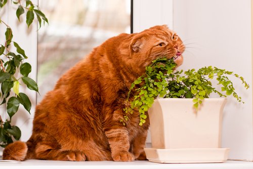 Un chat mâchouille une plante en pot