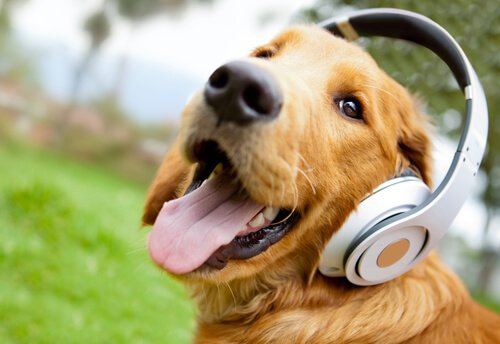 un chien avec un casque pour la musique