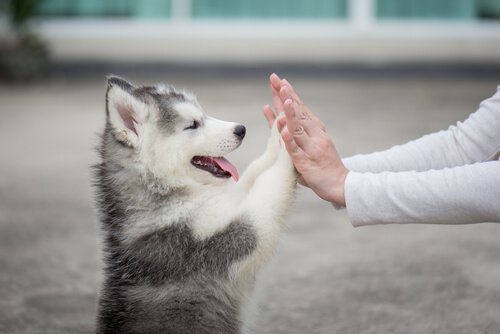 Une chiot husky pose ses pattes sur les mains de son maître