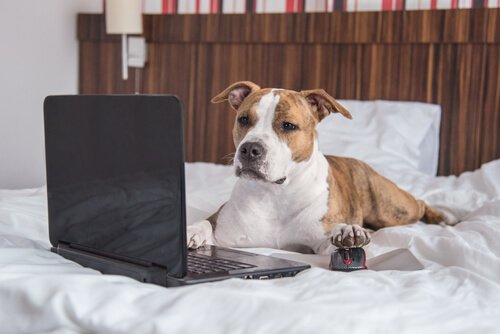 chien qui regarde un ordinateur