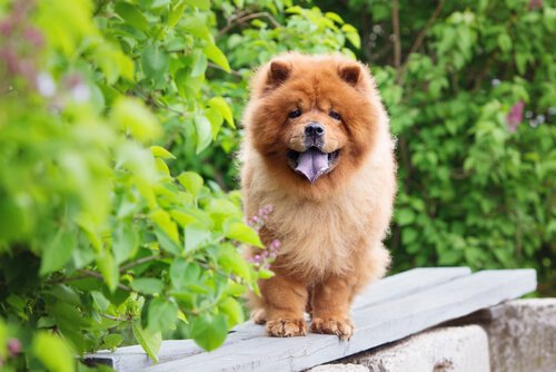 Chow-chow assis