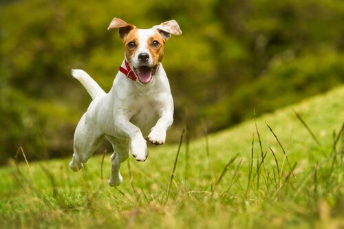 Les signes qui nous indiquent si un chien est heureux