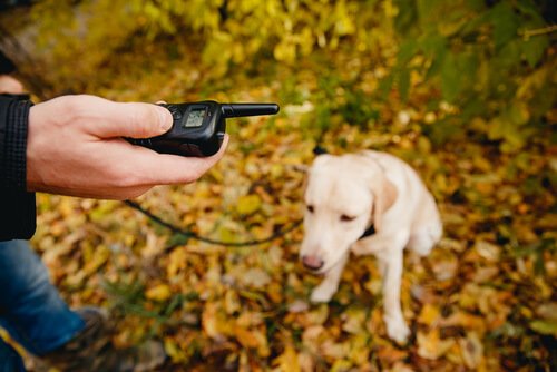 un chien en laisse dans la forêt et un homme avec une radio