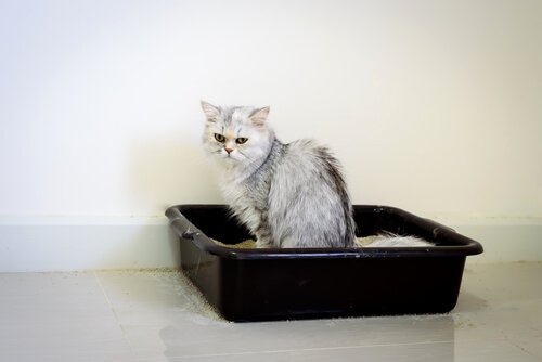 Chat qui fait ses besoins dans sa litière
