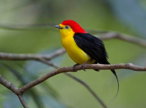 oiseaux impressionnants d'amazonie