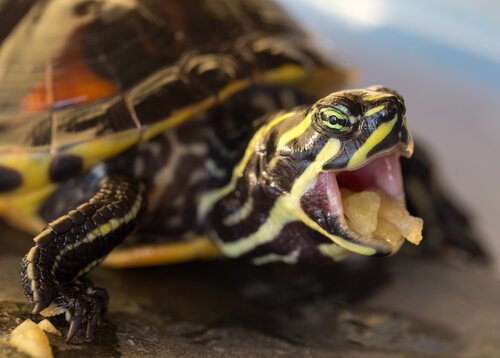 tortue avec de la nourriture dans la bouche