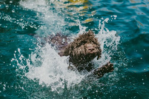 Un chien d'eau espagnol nage