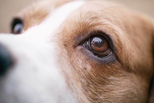 gros plans sur les yeux d'un chien