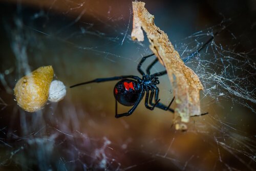 une araignée noire et rouge sur sa toile