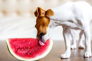 La meilleure alimentation pour votre chien en été
