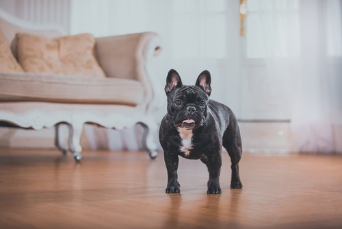 Un bulldog français seul dans un grand salon