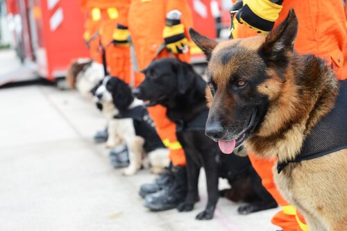 Les chiens d'intervention spécialisés dans le sauvetage ! Que savez-vous d'eux ?