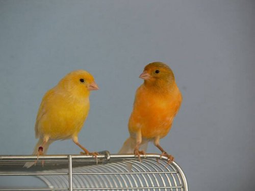 deux canaris perchée sur une cage
