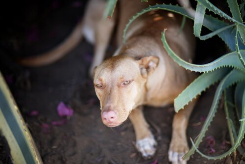 chien près d'une plante aloe vera