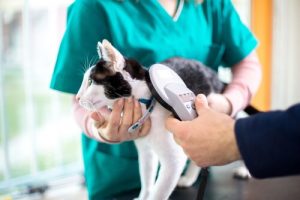 Parasites intestinaux du chat : traitement et prévention