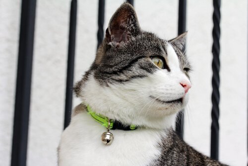 un chat avec un collier à clochette