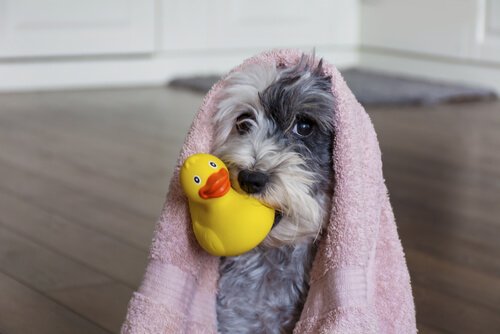 un chien enroulé dans une serviette tient un canard en plastique dans la bouche