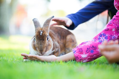 Un lapin dans l'herbe avec des enfants