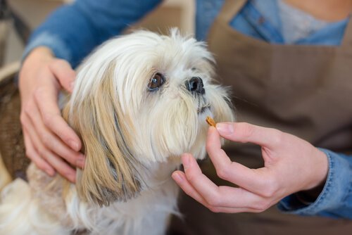 Jouer avec votre chien peut aider à lui faire avaler des médicaments