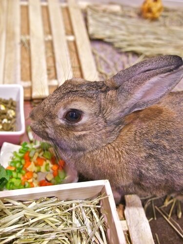 un lapin qui mange des légumes coupés