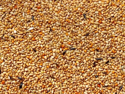 Les graines de base de l'alimentation du canari