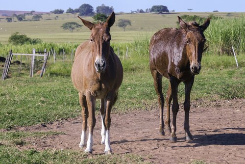 Un couple de mules dans le pré