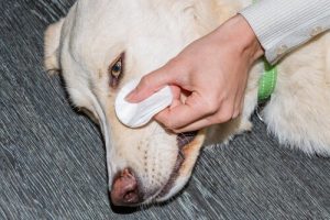 comment palier aux taches sous les yeux de votre chien ?
