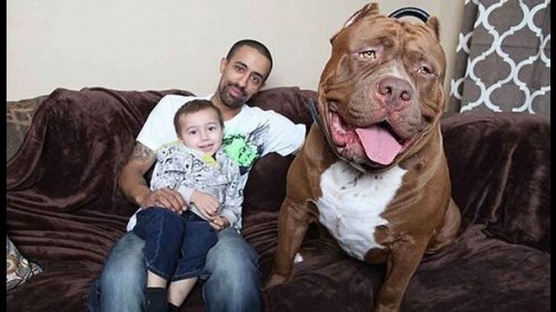 Le plus gros pitbull du monde avec sa famille