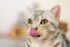 Sept aliments que votre chat adorera